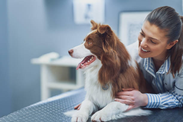 Dog with smiling vet