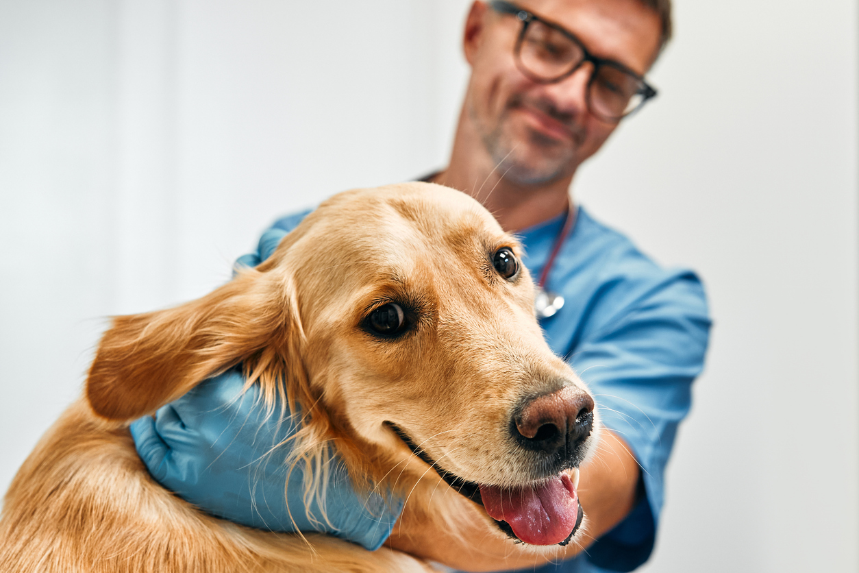 Vet holding a dog